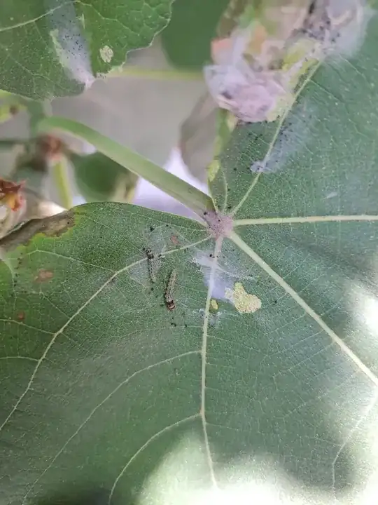 insect larvae caterpillers on fig leaf