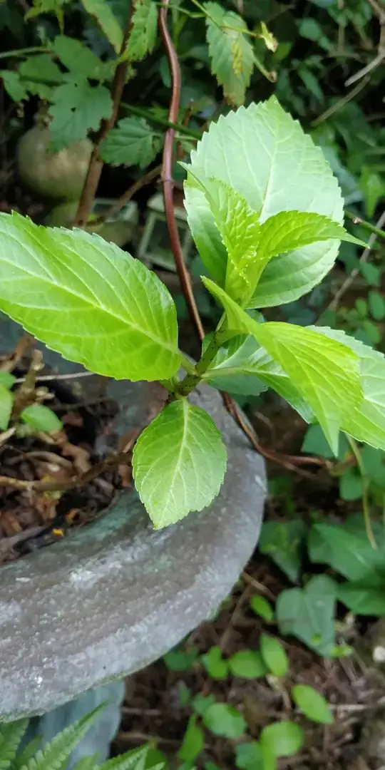 hydrangea