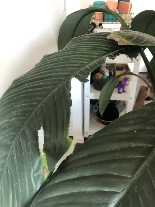 Leaf 2