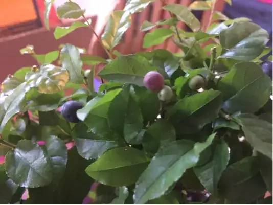 Berries and leaves 2
