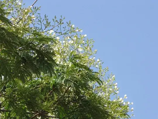 Flowers of Falcataria moluccana