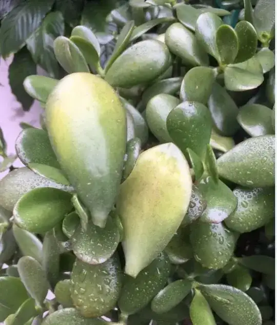 Fresh from the store