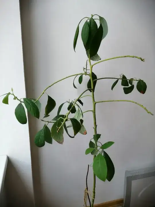 Avocado plant