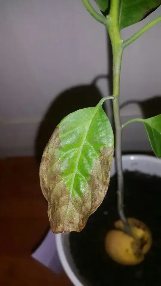 closeup of leaf