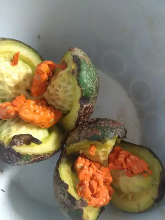 A picture of some avocado-like fruit.