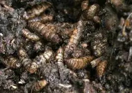 dirty maggots