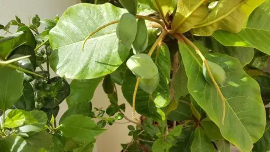 Almond pods