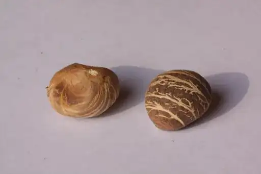 seed pic