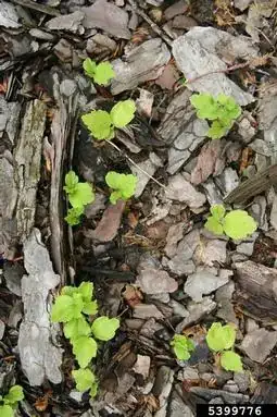 hibiscus seedlings