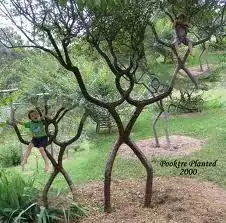 The plant which had the leaves from original pic