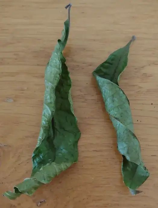 Dropped leaves