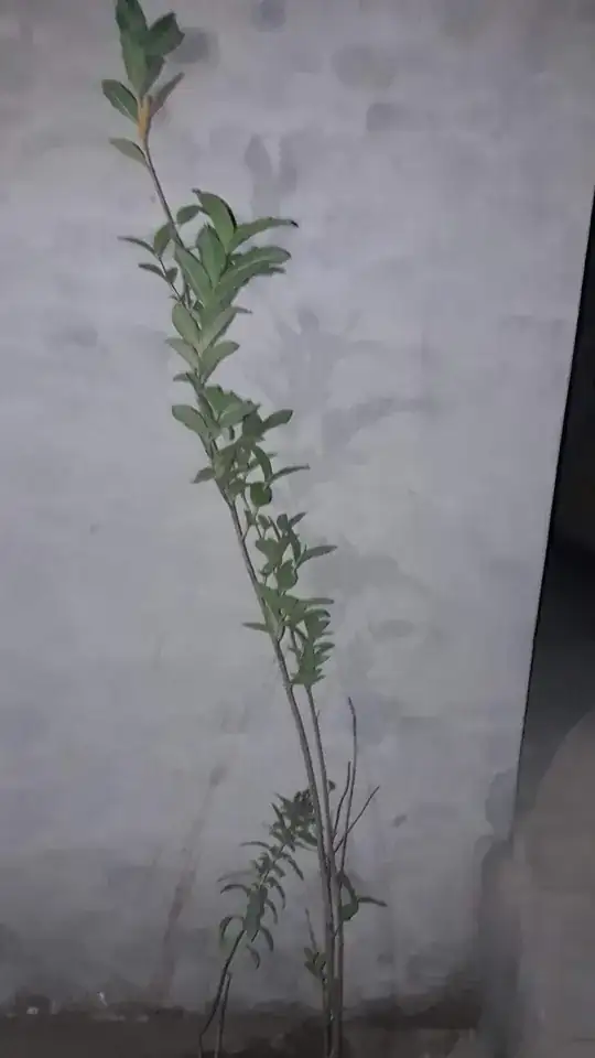 guava plant