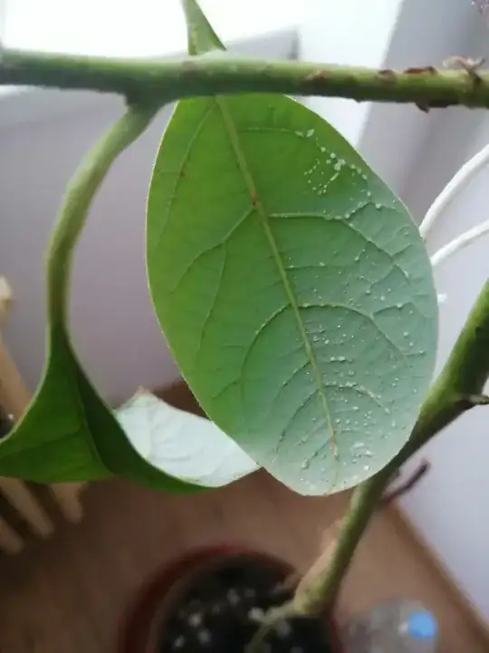 Back of leaf