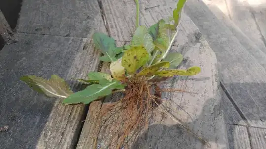 Image of the roots