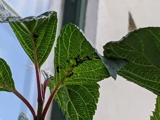 ants and lice