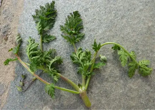 Mystery weed