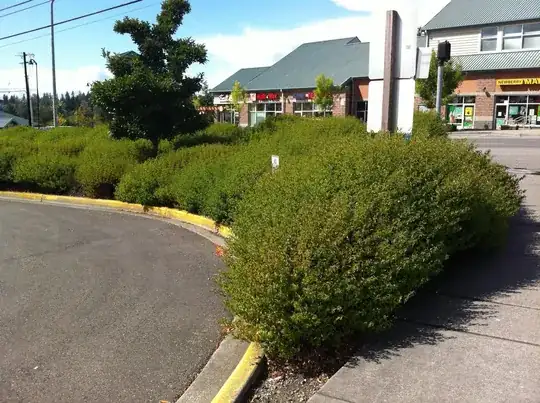 Cistus sp. planting near Everett, WA