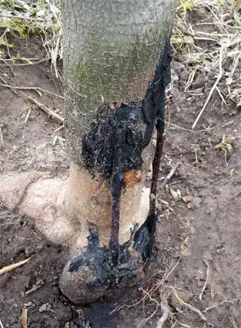 Tree saved from girdling by bridge grafting