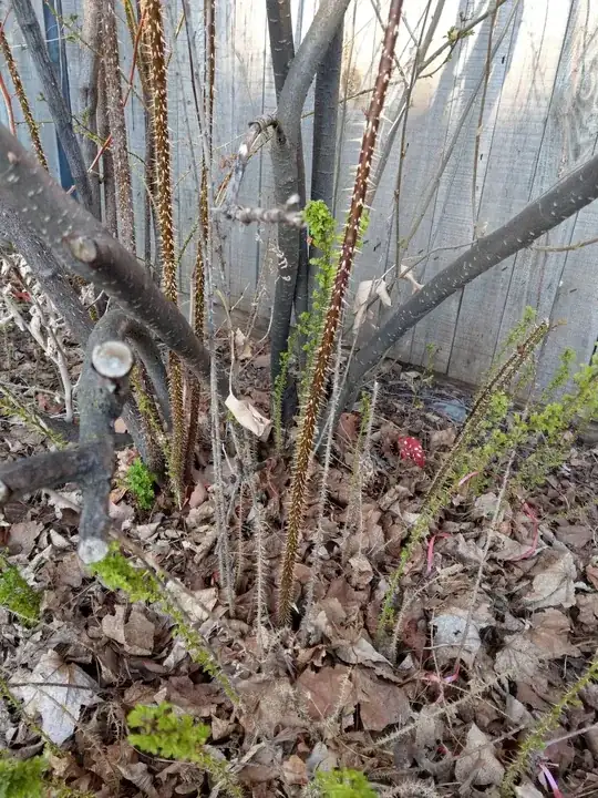 main plant