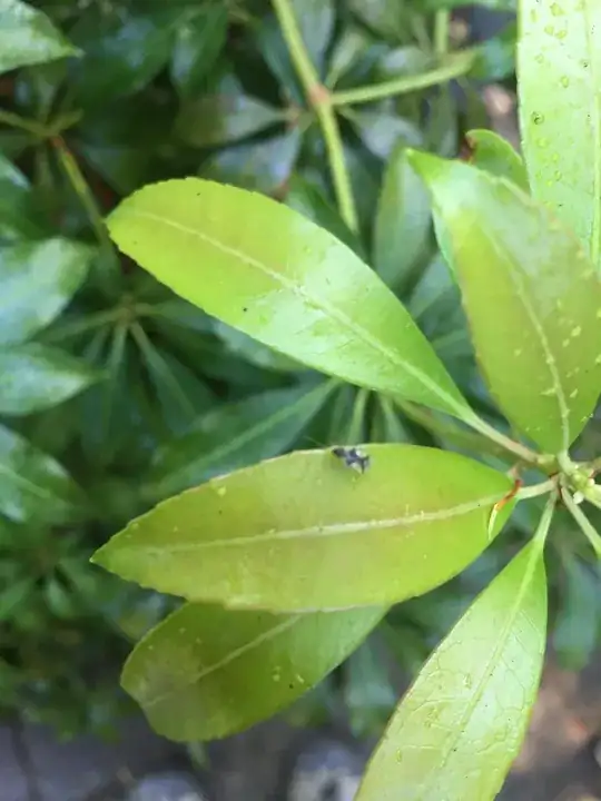 on the plant