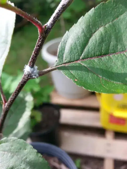 Fuzzy white patch on apple tree