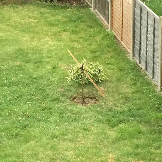 Pear tree snapped
