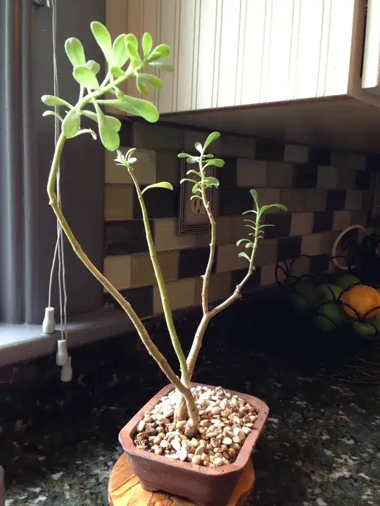 bonsai