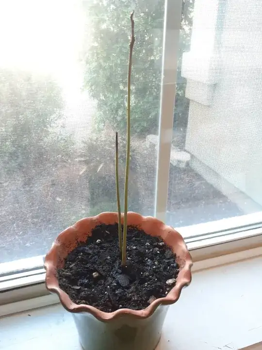 Leafless avocado plant