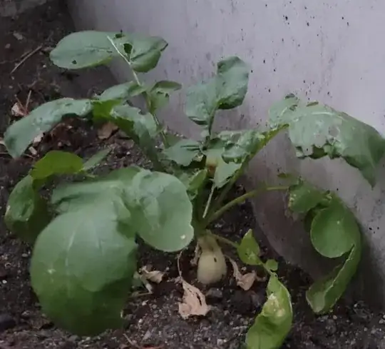radish
