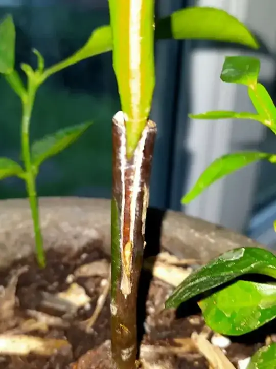 ne