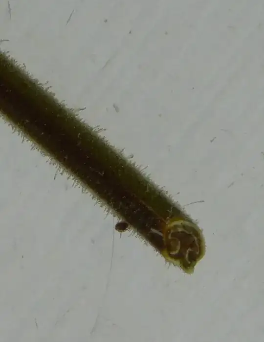 stem