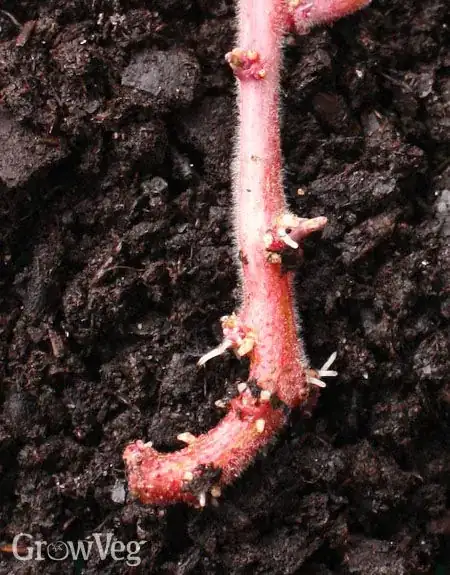 planting sprouts