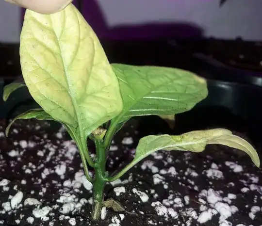 underneath the leave 1