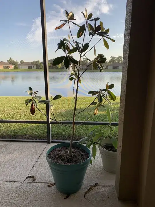 Rock inside apple tree