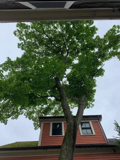 canopy