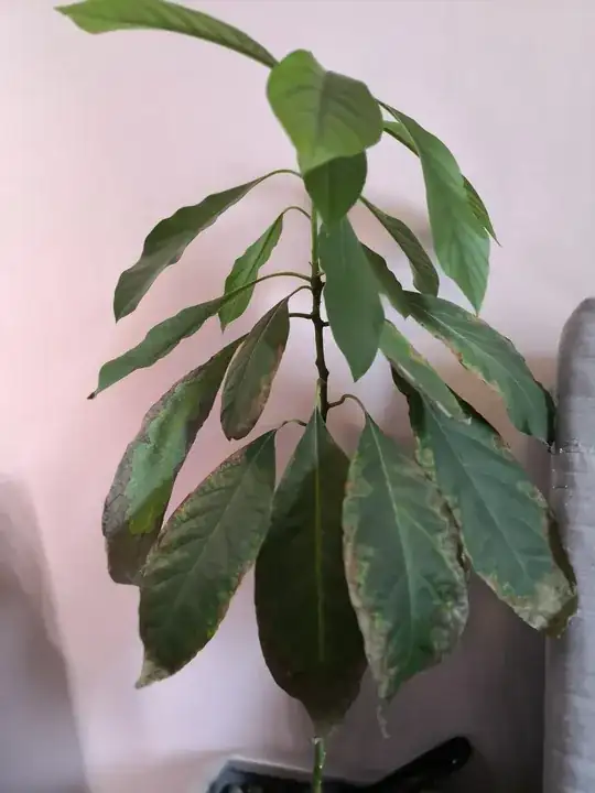 The whole tree