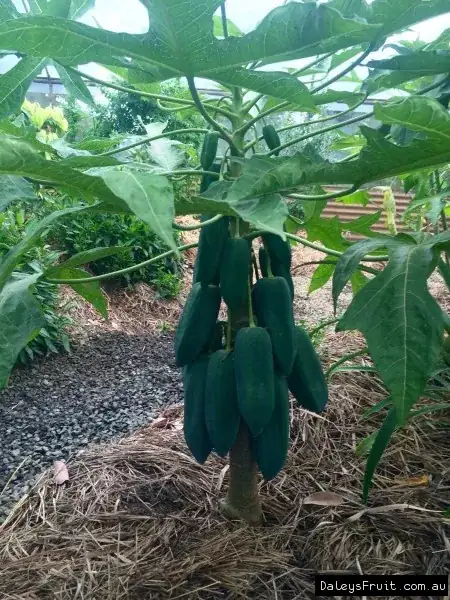 Babaco plant
