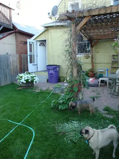 Lawn/Yard