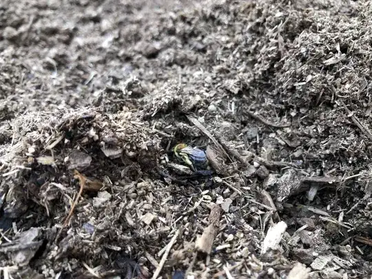a miner bee at work