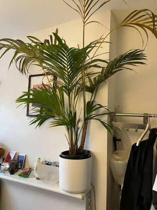 ikea kentia palm main pic