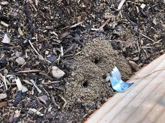 miner bee holes