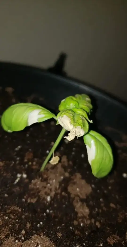 Roughly 18 hours after transplanting. Continuing to get worse.