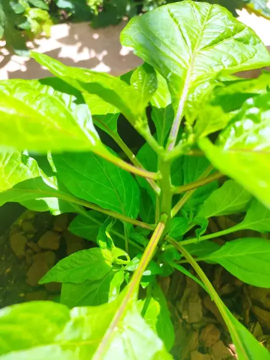 Bigger plant #1