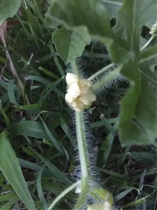Flower close-up