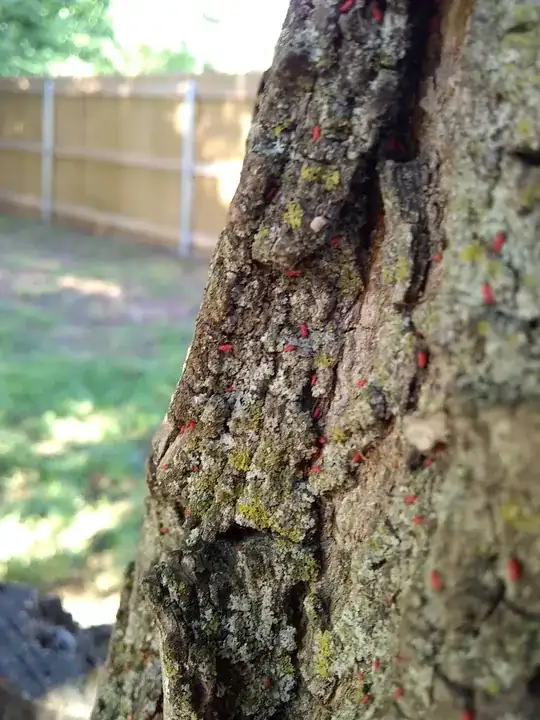 Mystery bug
