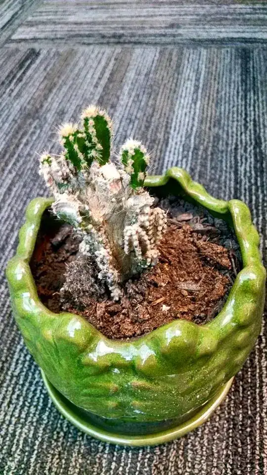 Cactus