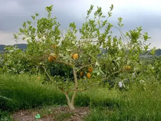 etrog tree