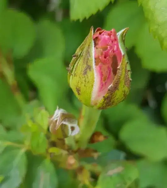 Damaged rose bud