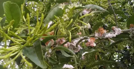 Cestrum_nocturnum disease