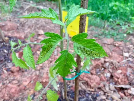 Side view of tomato plant with new leaf growth covered in black dots.